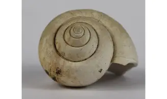 Ampullina Barytata