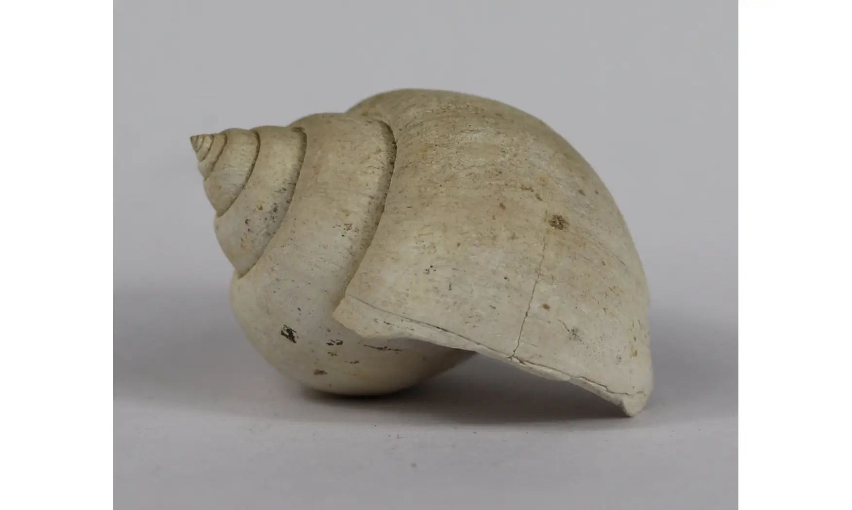Ampullina Barytata
