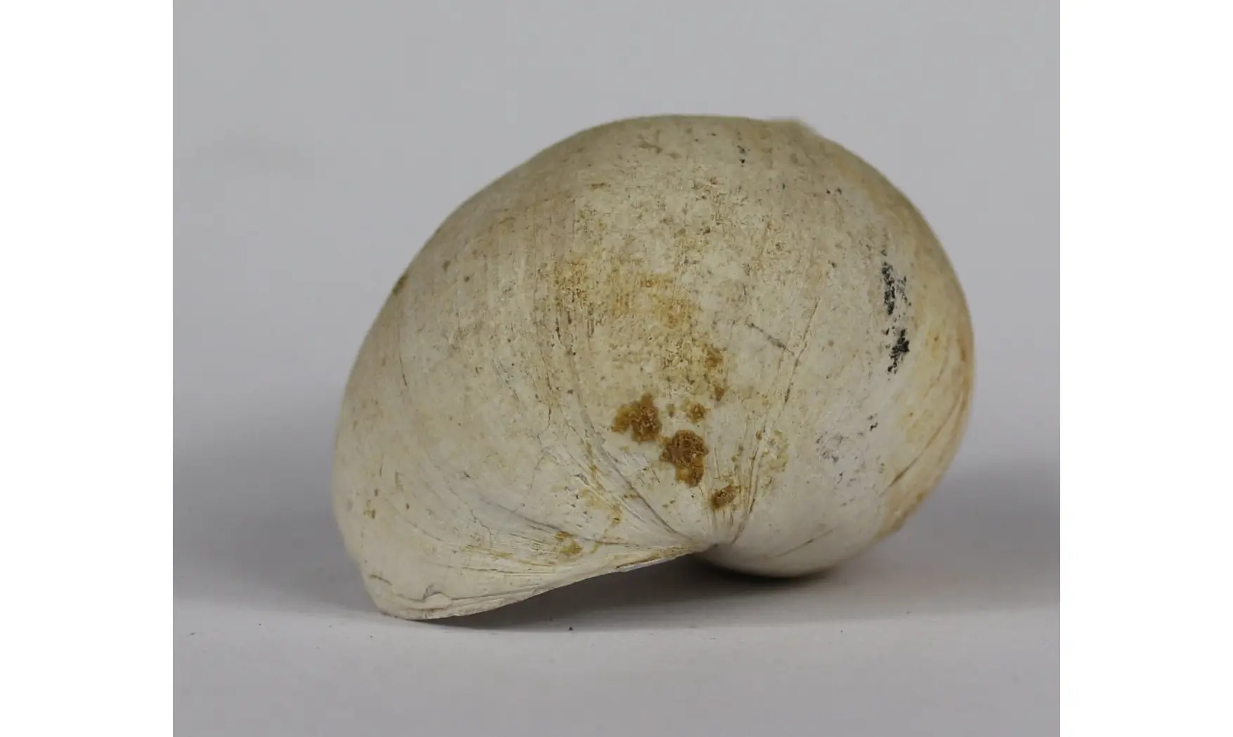 Ampullina Barytata