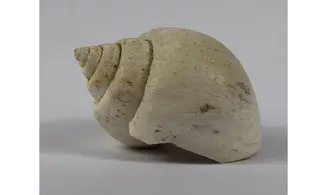 Ampullina Barytata