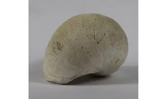 Ampullina Barytata