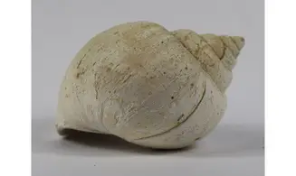 Ampullina Barytata