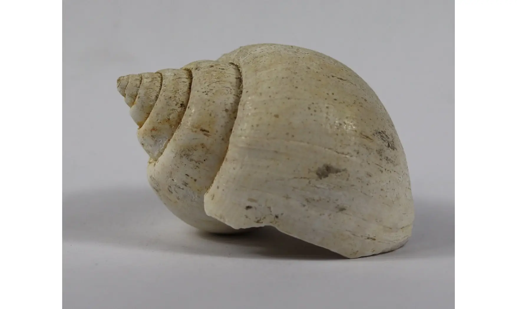 Ampullina Barytata