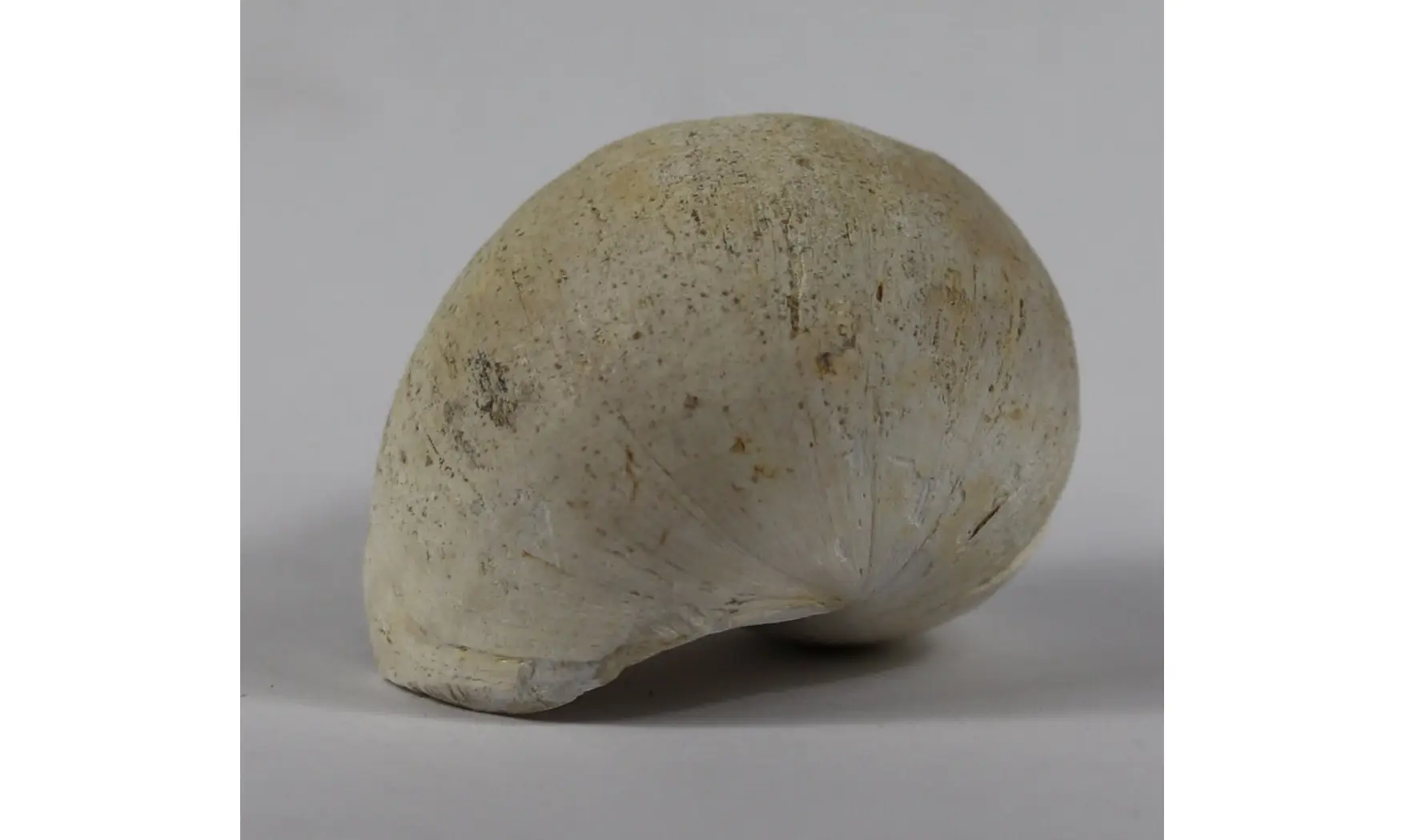 Ampullina Barytata