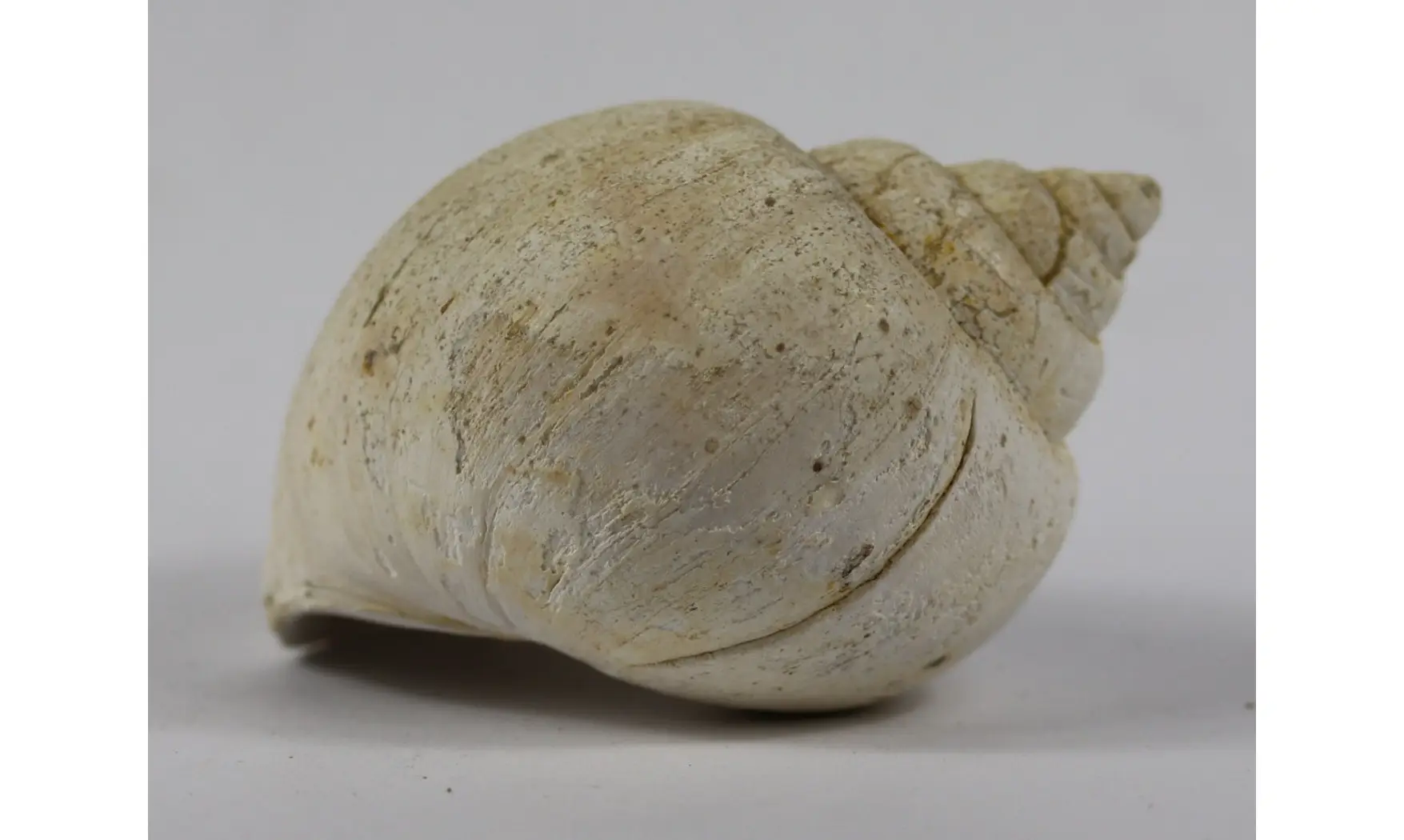 Ampullina Barytata