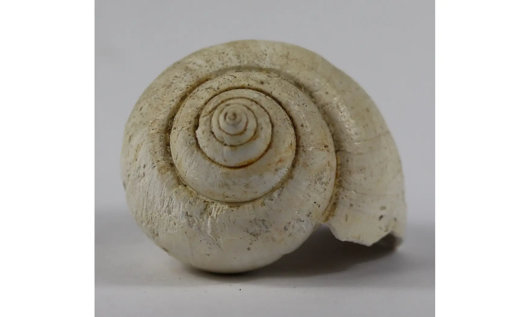 Ampullina Barytata