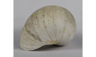 Ampullina Barytata