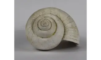 Ampullina Barytata