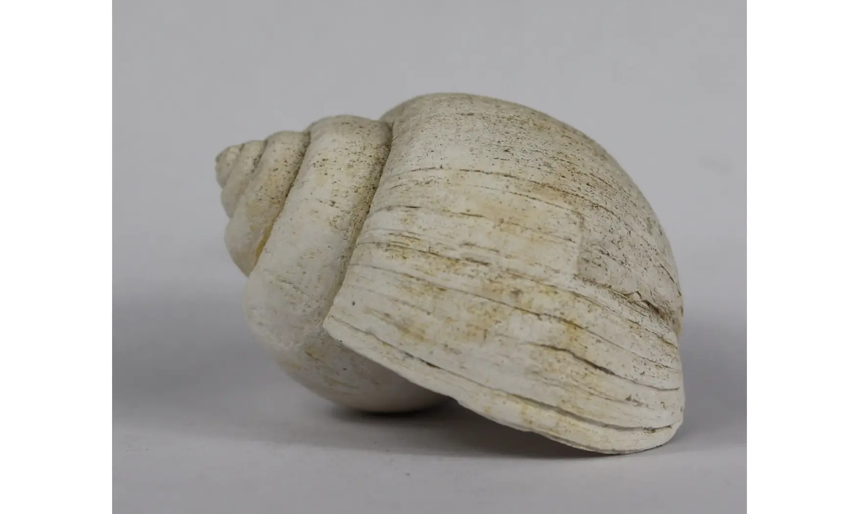 Ampullina Barytata