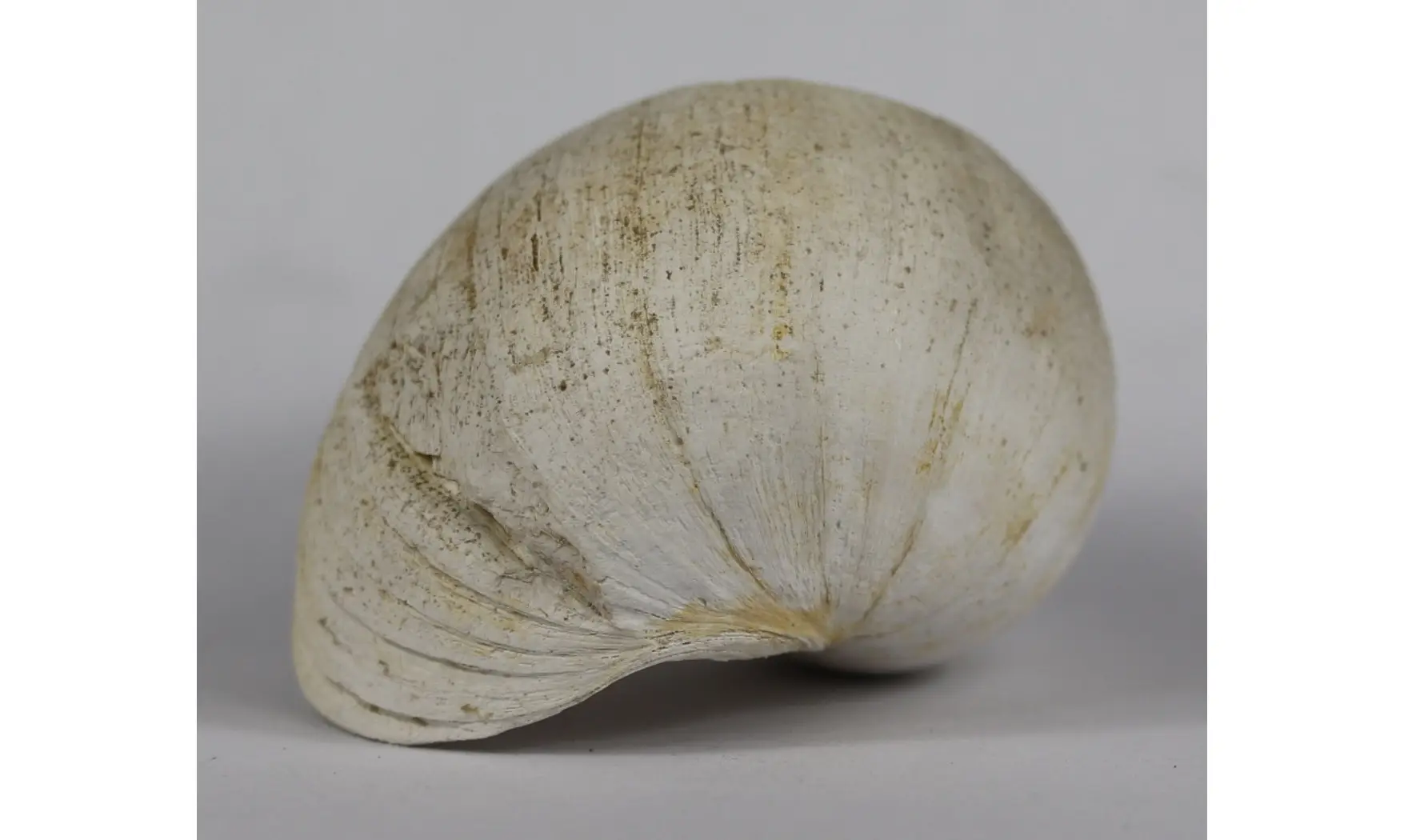 Ampullina Barytata