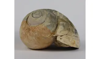 Ampullina Barytata
