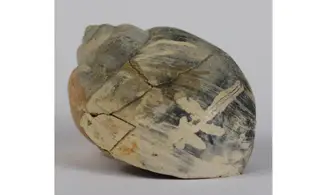 Ampullina Barytata