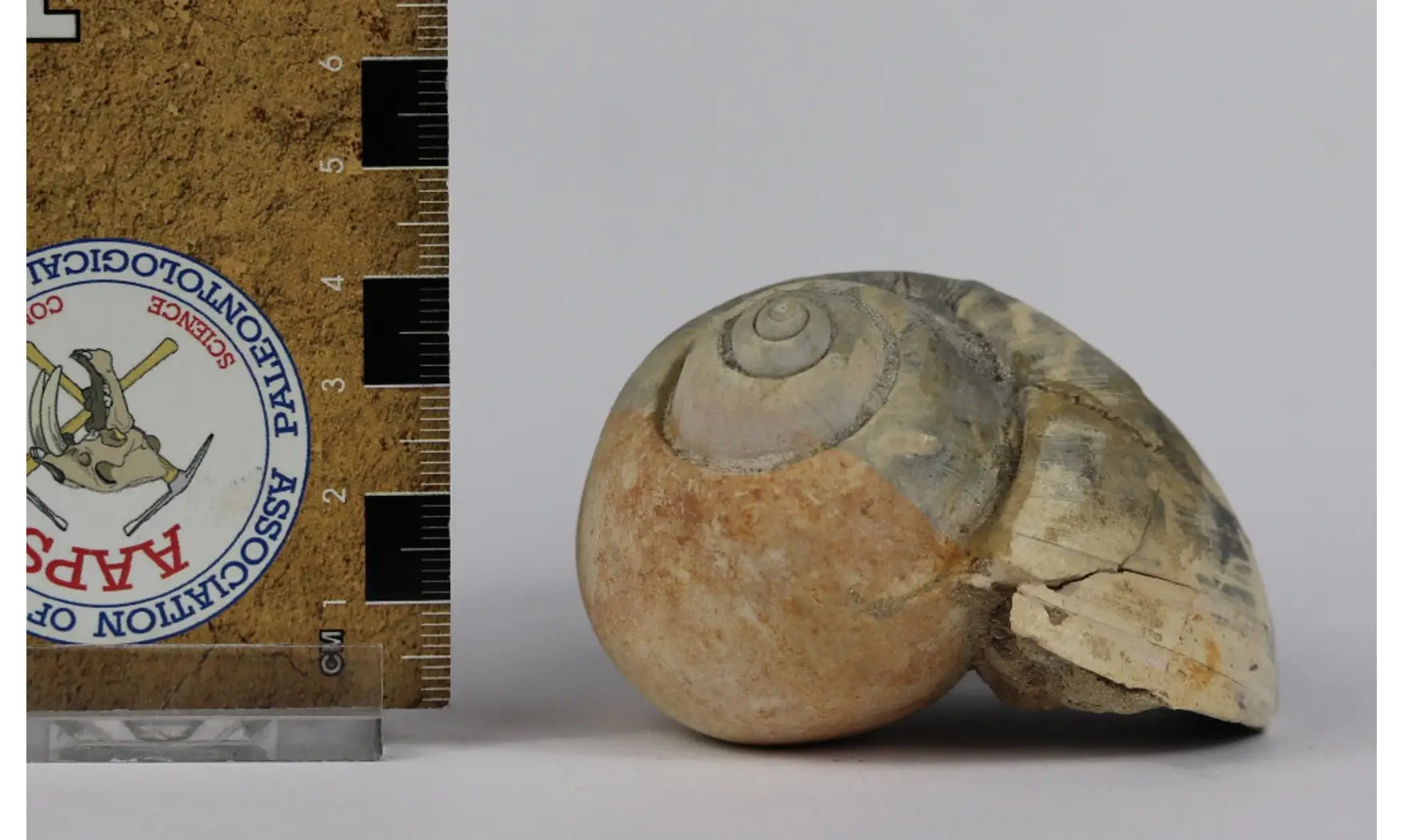 Ampullina Barytata
