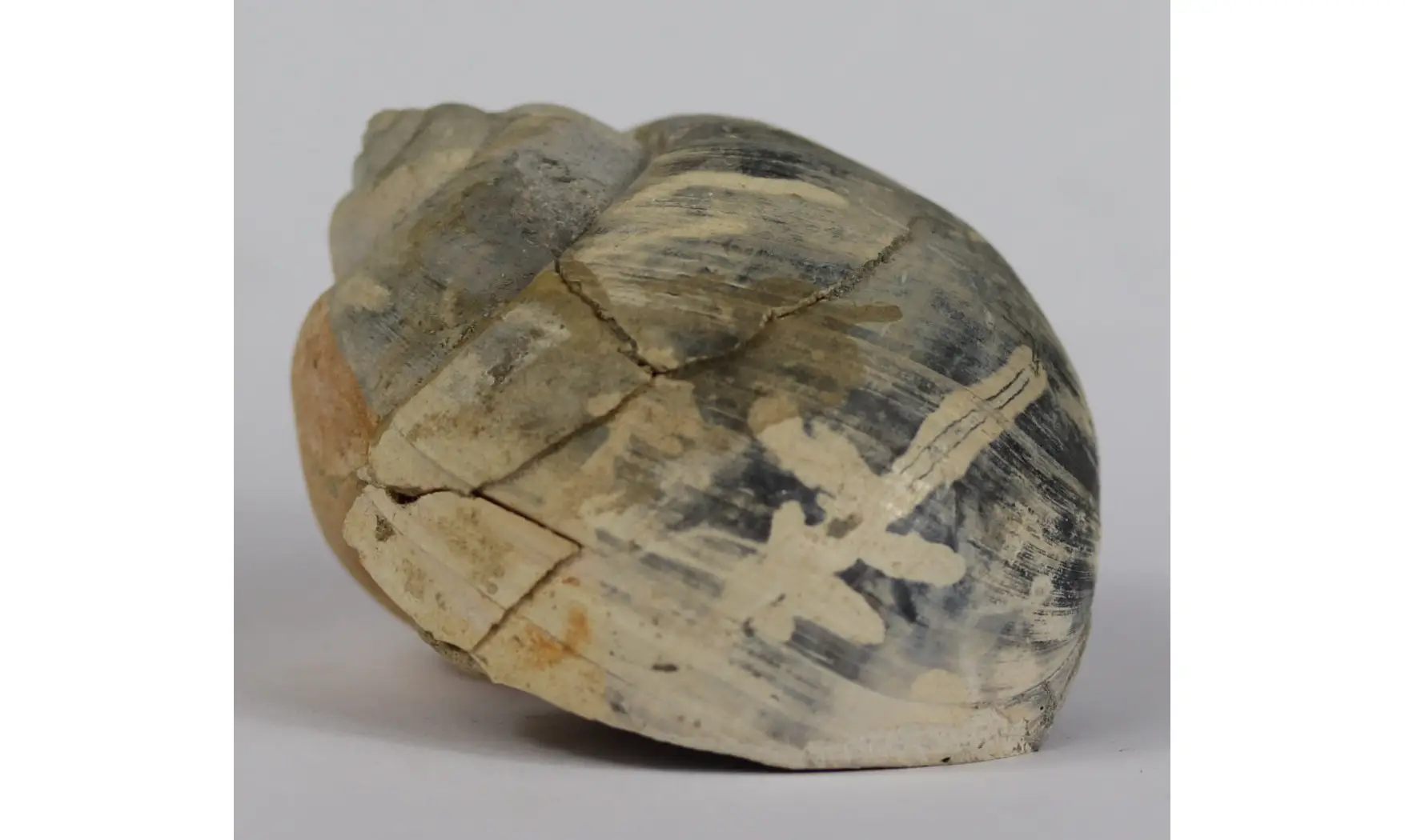 Ampullina Barytata