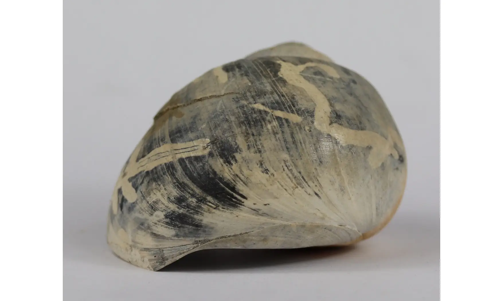 Ampullina Barytata