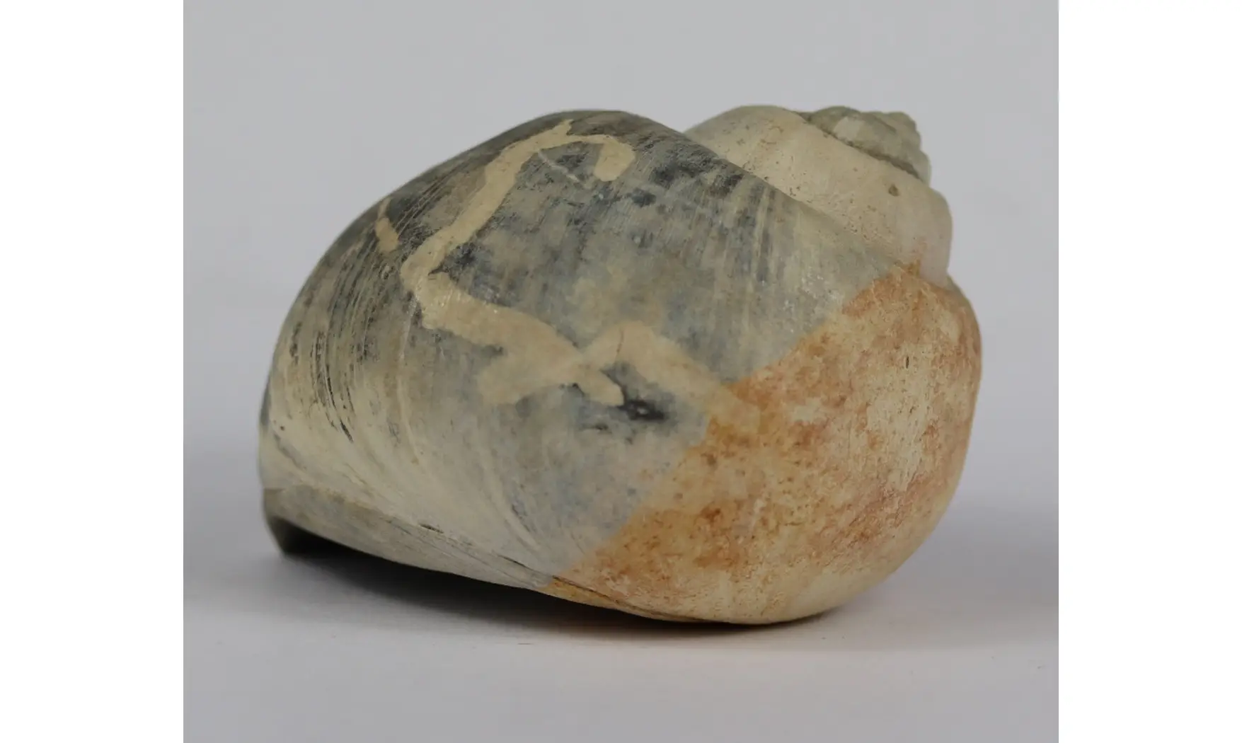 Ampullina Barytata