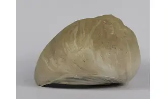 Ampullina Barytata