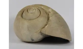 Ampullina Barytata