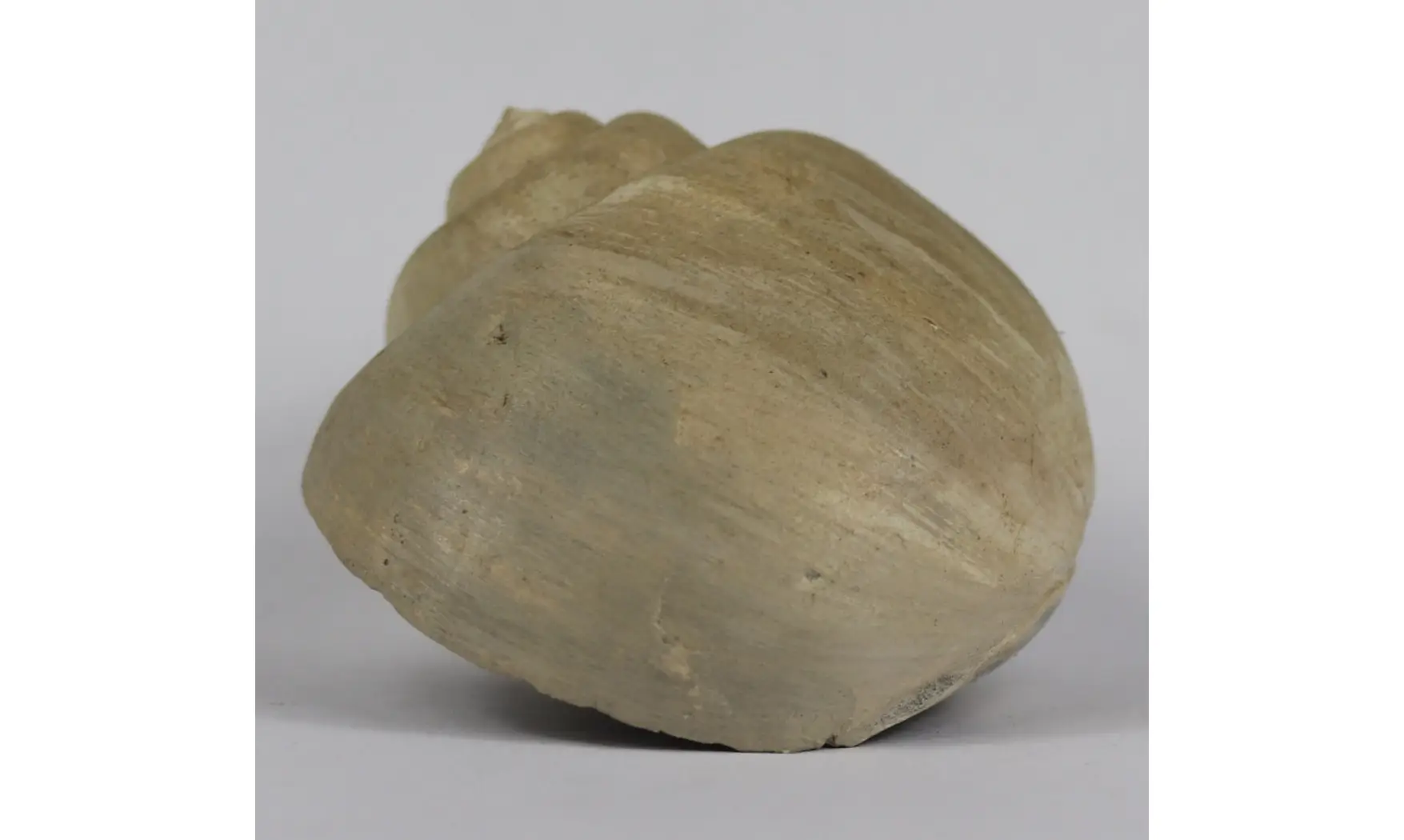 Ampullina Barytata