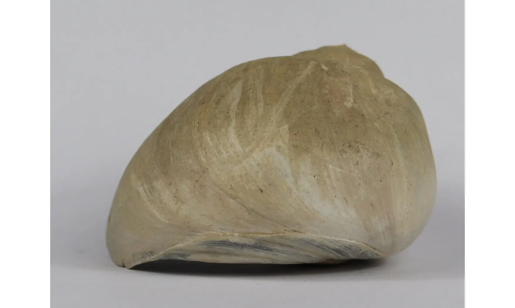 Ampullina Barytata