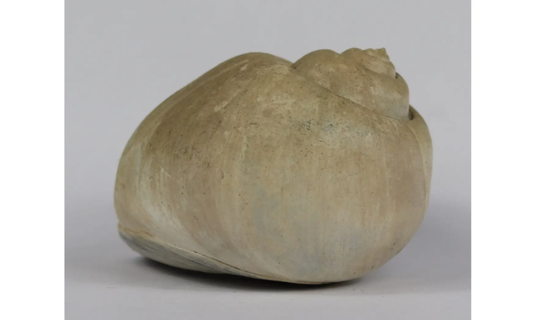 Ampullina Barytata