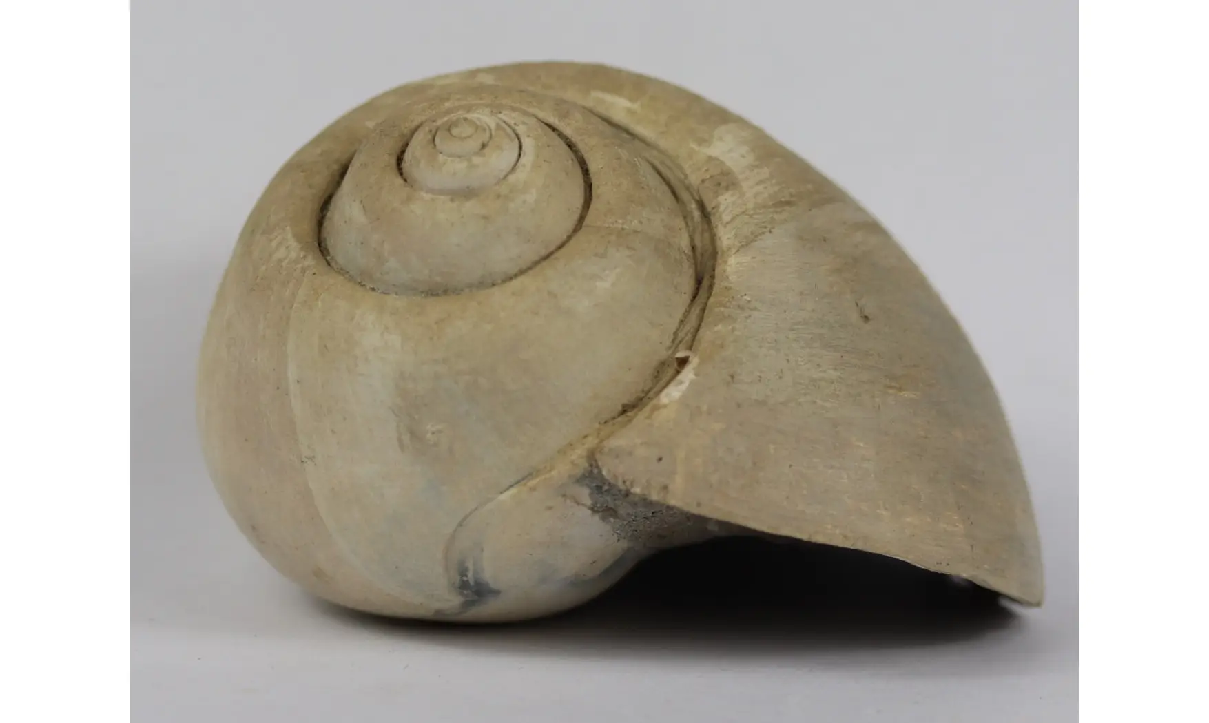 Ampullina Barytata