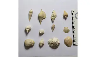Collection coquilles éocènes