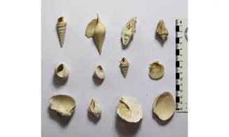 Collection coquilles éocènes