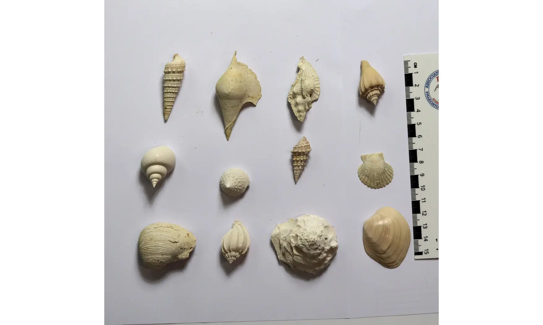 Collection coquilles éocènes