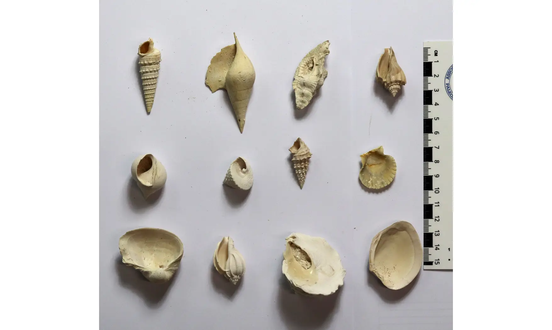 Collection coquilles éocènes