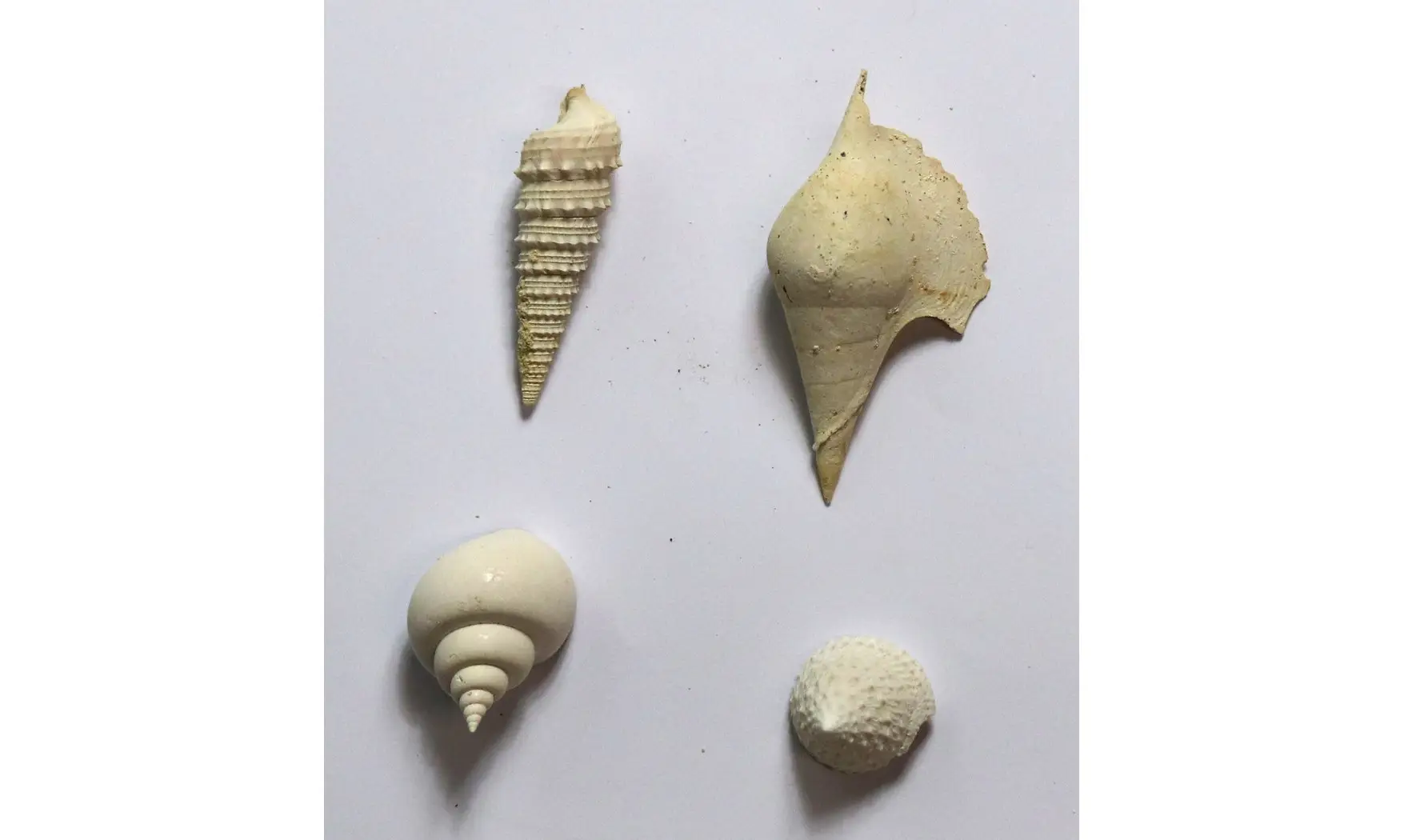 Collection coquilles éocènes