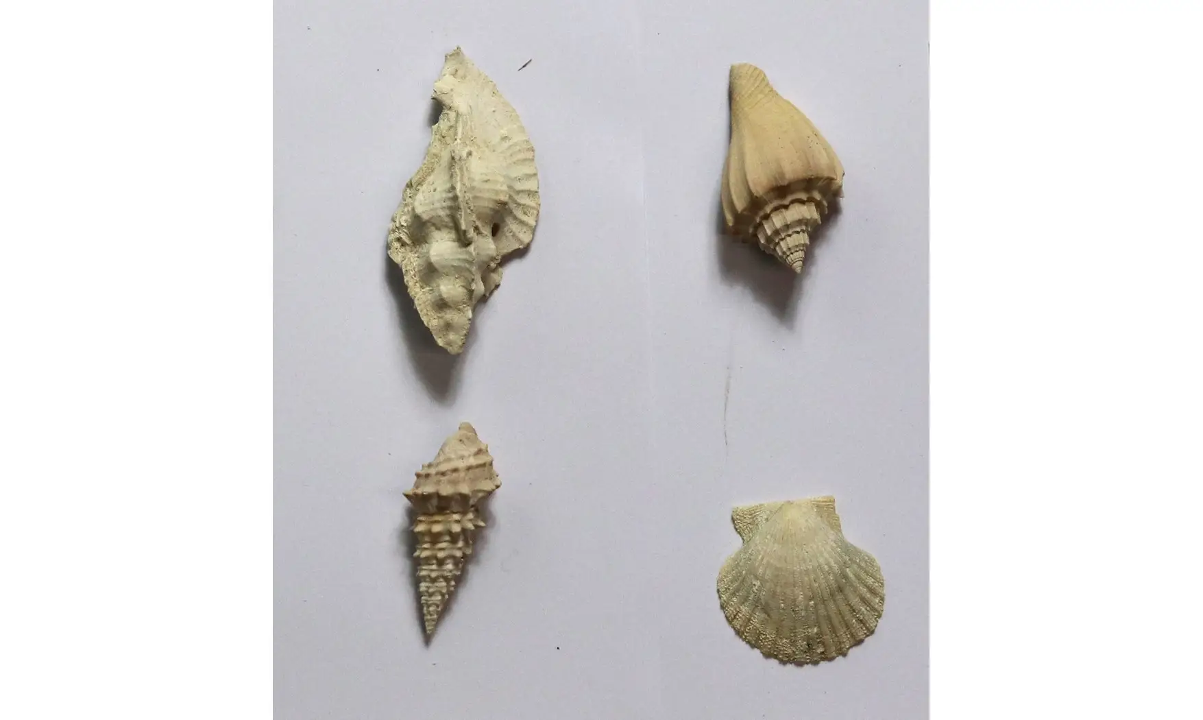 Collection coquilles éocènes