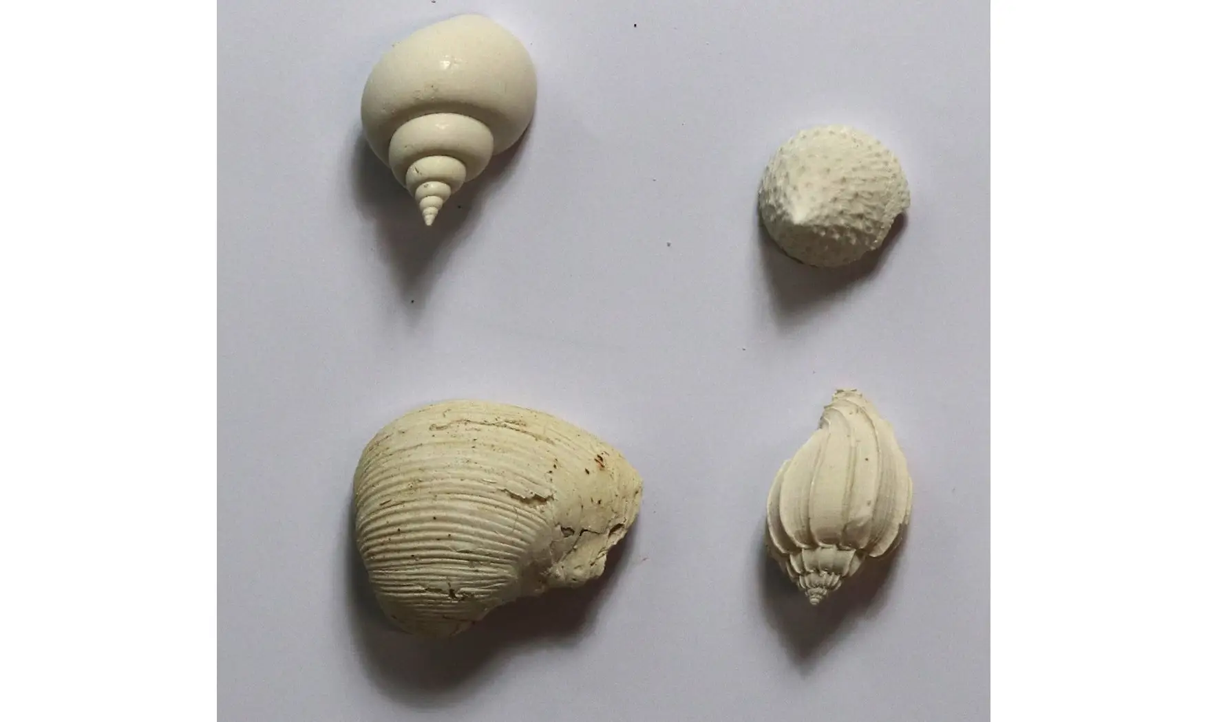 Collection coquilles éocènes
