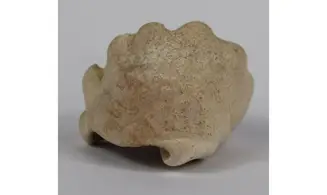 Melongena sp.