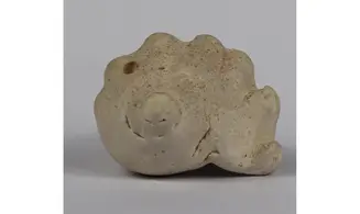 Melongena sp.