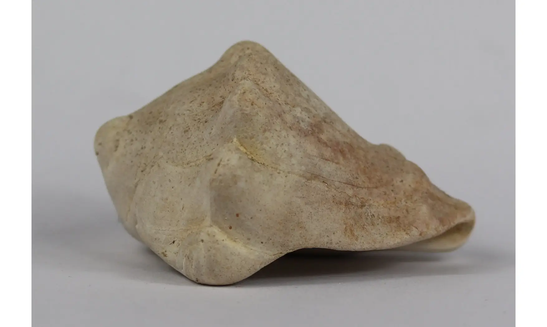 Melongena sp.