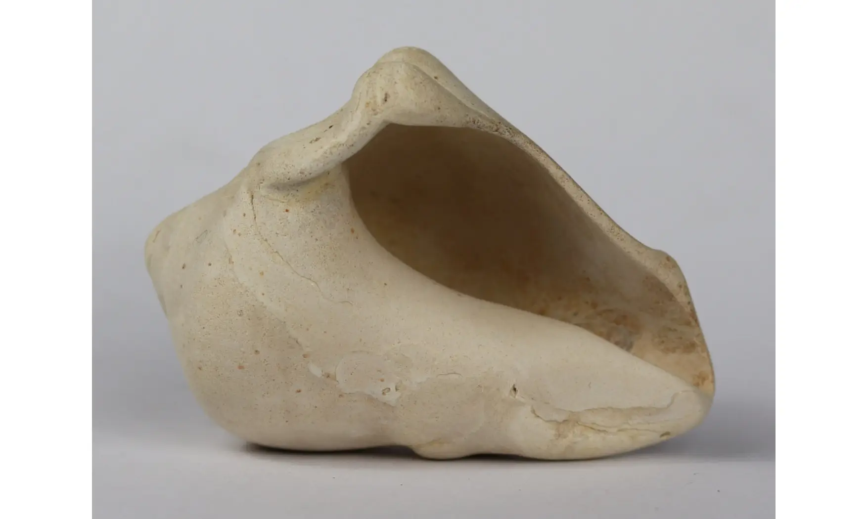 Melongena sp.