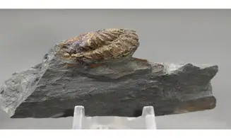 Neseuretus tristani