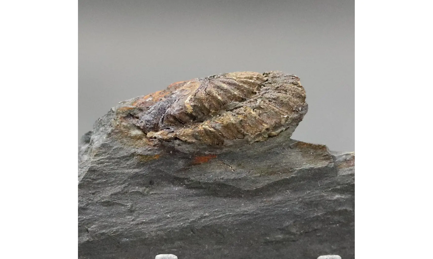 Neseuretus tristani