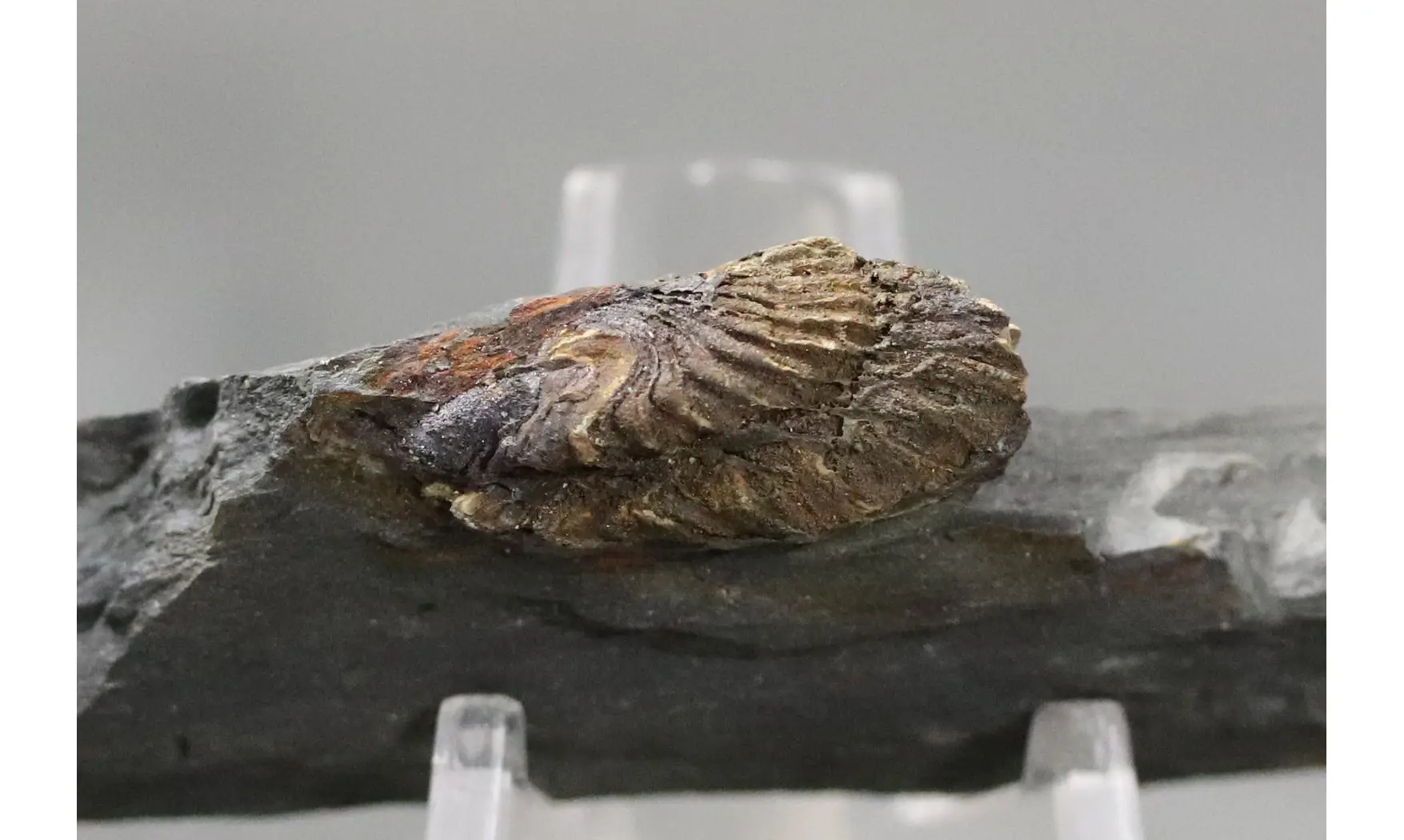 Neseuretus tristani