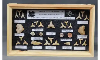 Sharkteeth collection