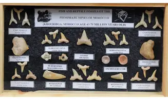 Sharkteeth collection