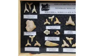 Sharkteeth collection