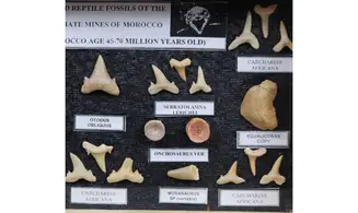 Sharkteeth collection