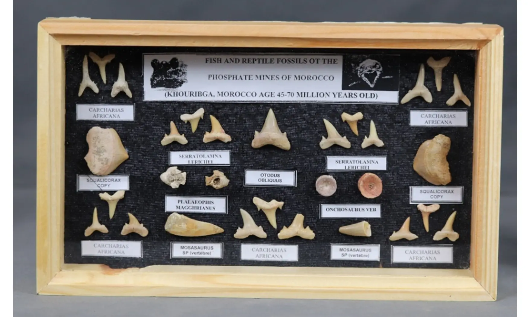 Sharkteeth collection