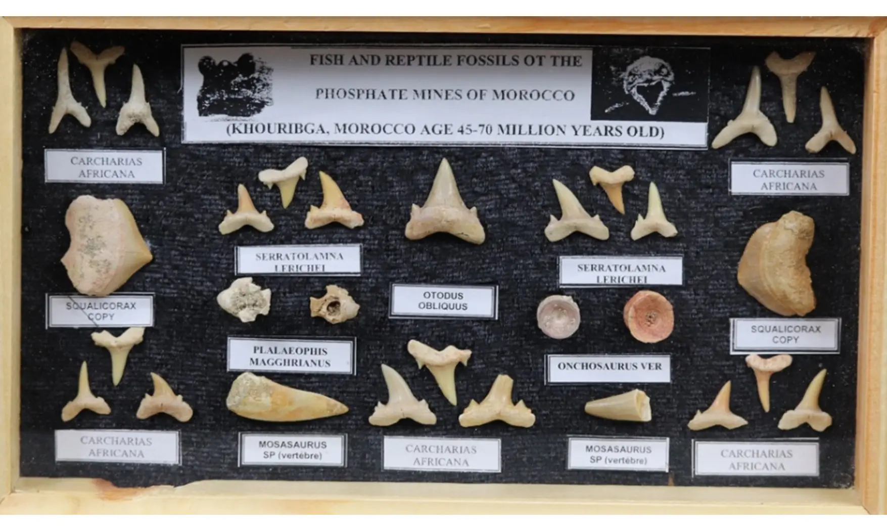 Sharkteeth collection