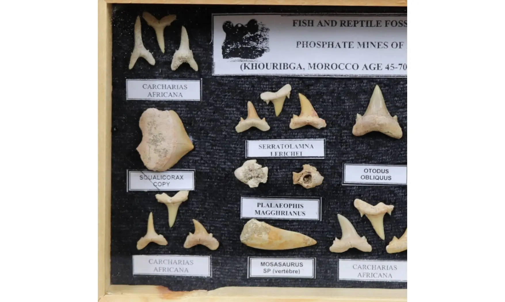 Sharkteeth collection