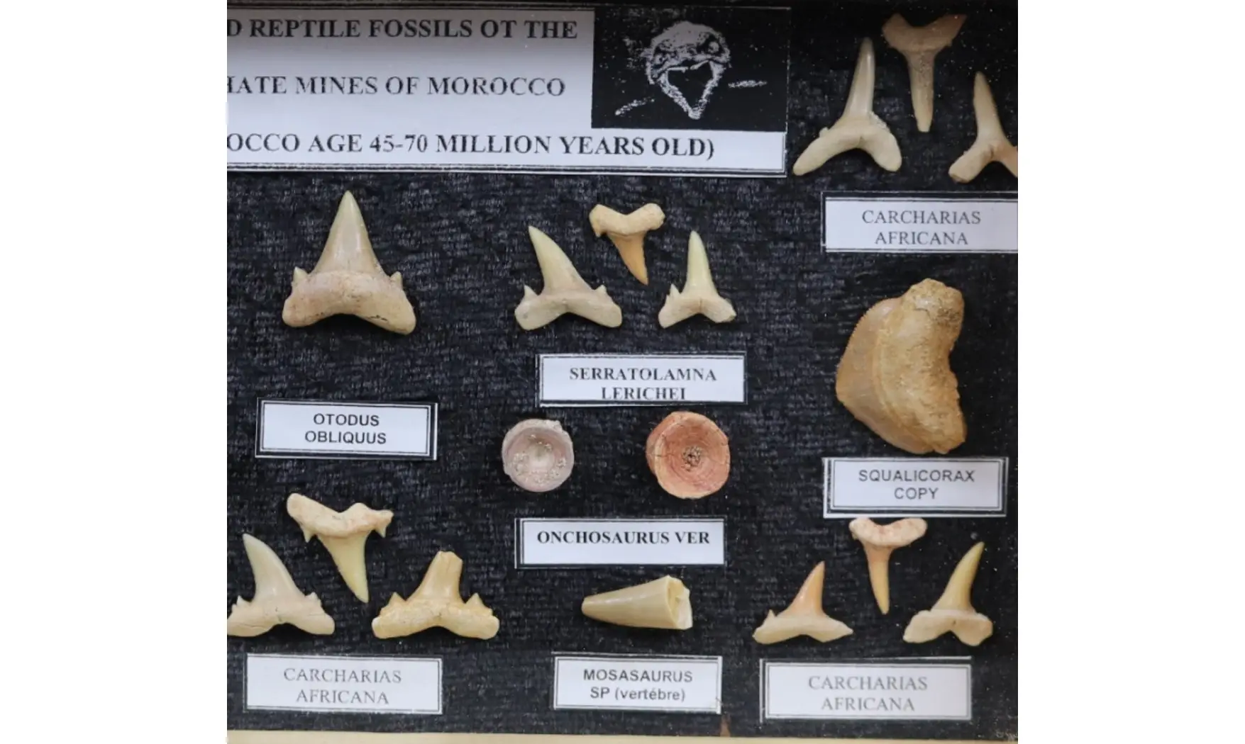 Sharkteeth collection