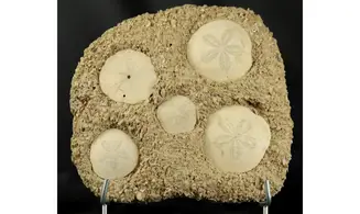 Association - Parascutella producta
