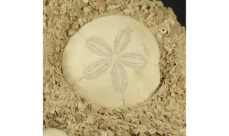 Association - Parascutella producta